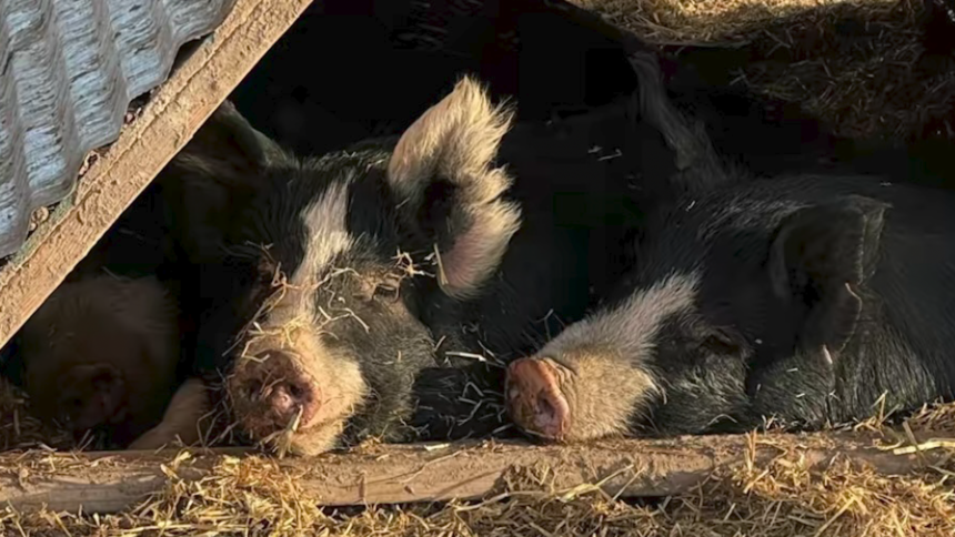 Hogs stolen from Pueblo farm